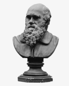 Bust Of Charles Darwin - Charles Darwin, HD Png Download, Transparent PNG