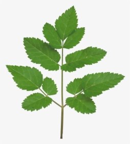 Vegetation Smallplant 21 - Leaves Branch Tree Texture, HD Png Download, Transparent PNG