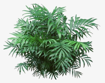 Jungle Plant Png - Transparent Jungle Plants Png, Png Download, Transparent PNG