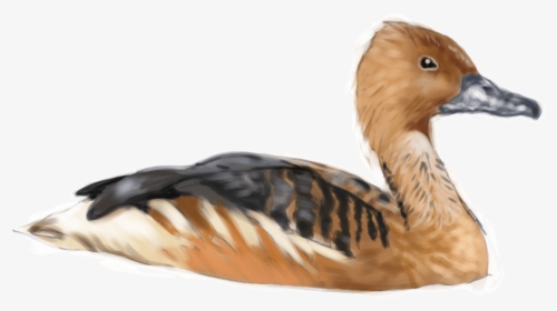 Fulvous Whistling Duck Png, Transparent Png, Transparent PNG