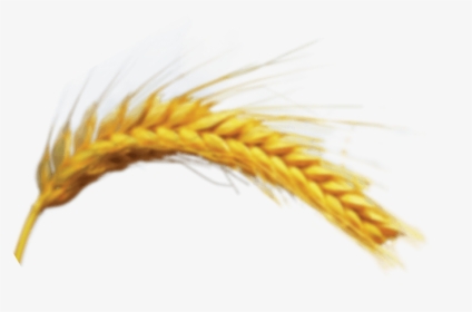 Khorasan Wheat, HD Png Download, Transparent PNG
