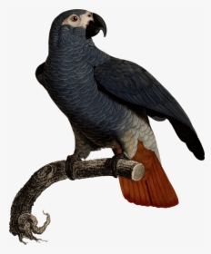 Eagle Fauna Vulture Beak Feather - African Grey Parrot Illustration, HD Png Download, Transparent PNG