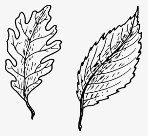 Oak Leaf Vector 21, Buy Clip Art - Hand Drawn Leaf Png, Transparent Png, Transparent PNG