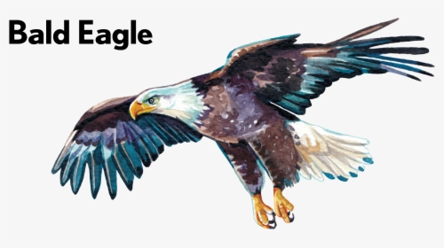 Golden Eagle - Bald Eagle, HD Png Download, Transparent PNG