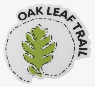 Transparent Oak Leaf Png - Pine, Png Download, Transparent PNG