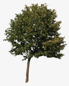 Quercus Graphics Tree Sycamore Oak American Computer - High Resolution Trees Png, Transparent Png, Transparent PNG