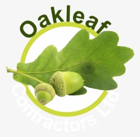 Oakleaf Contractors Ltd - Olive, HD Png Download, Transparent PNG