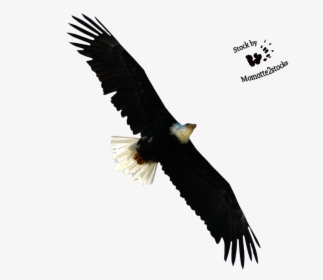 Eagle Flying Png - Bald Eagles Cut Out, Transparent Png, Transparent PNG