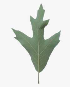 Southern Red Oak Tree Leaf, HD Png Download, Transparent PNG