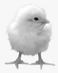 Chick Image Transparent Background - Chicken Yellow Transparent, HD Png Download, Transparent PNG