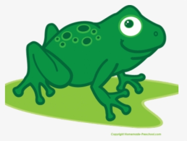 Transparent Frog Clipart - Clip Art, HD Png Download, Transparent PNG