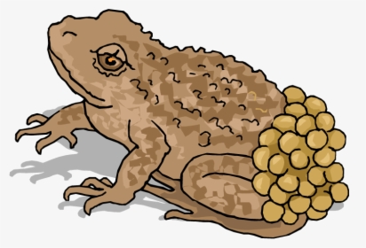 Frog Clipart Spring - Animals That Lays Eggs, HD Png Download, Transparent PNG