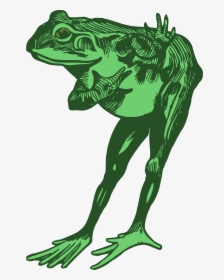 Green Frog Clipart Bull Frog - Frog Bowing Clipart, HD Png Download, Transparent PNG