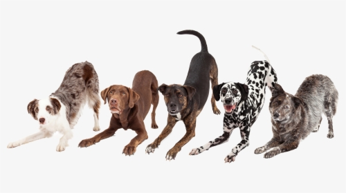 Dogs Bowing Down, HD Png Download, Transparent PNG
