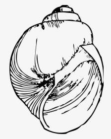 Line Drawing Of A Shell, HD Png Download, Transparent PNG