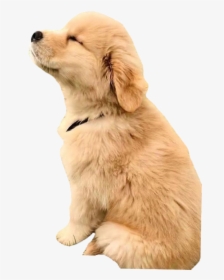 #puppy #puppys #puppydog #puppylove #puppylover #dog - Really Cute Golden Retriever, HD Png Download, Transparent PNG