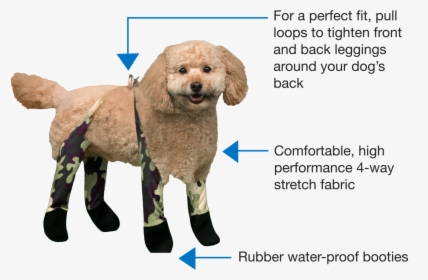 Walkee Paws - Toy Poodle, HD Png Download, Transparent PNG
