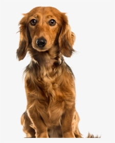 Pet Clipart Brown Dog - Cute Dogs Png, Transparent Png, Transparent PNG