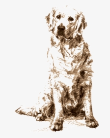 Golden Retriever Sitting Drawing , Png Download - Dogs Golden Retriever Sketches, Transparent Png, Transparent PNG