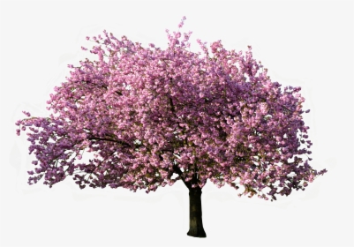 Árbol Floreciendo En Primavera - Transparent Background Blossom Tree Png, Png Download, Transparent PNG