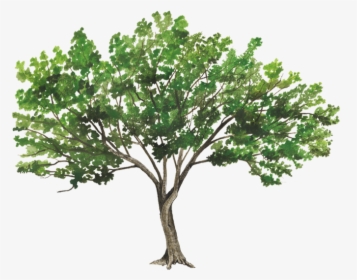Trees Rendering, HD Png Download, Transparent PNG