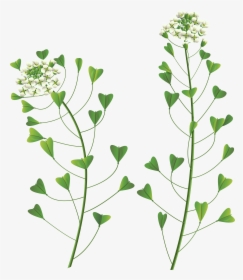 Wildflower Png Page, Transparent Png, Transparent PNG