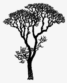 Árbol, Negro, Silueta, De Altura, Ramas, Naturaleza - Drawing Trees, HD Png Download, Transparent PNG