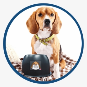 A Beagle With The No Ears In Here Bowl - Dog, HD Png Download, Transparent PNG