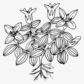 Moss Coloring Page, HD Png Download, Transparent PNG
