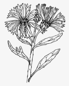 Flower, Plant, Wild, Wildflower - Bachelor Button Flower Drawing, HD Png Download, Transparent PNG