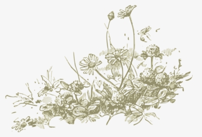 Plant,flora,monochrome Photography - Wildflowers Drawing Png, Transparent Png, Transparent PNG