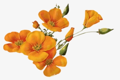 Orange Flower Png - Transparent Background Orange Flowers Png, Png Download, Transparent PNG