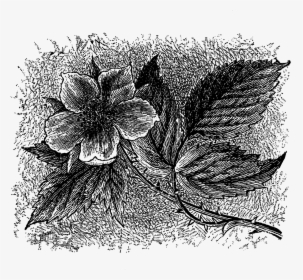 Wildflower Download Botanical Art Image - Begonia, HD Png Download, Transparent PNG