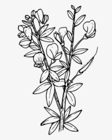 Flower, Plant, Wild, Wildflower - Larkspur Coloring Pages, HD Png Download, Transparent PNG