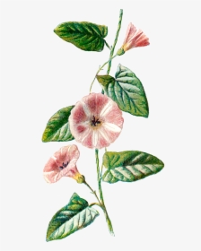 Field Bindweed, HD Png Download, Transparent PNG