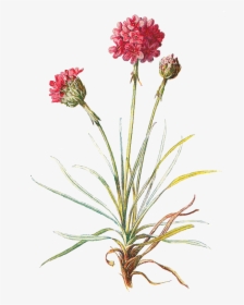 Clip Freeuse Antique Images Wildflower Stock Image - Png Vintage Botanical Flower, Transparent Png, Transparent PNG