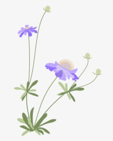 Japanese Flower Png - Scabiosa Png, Transparent Png, Transparent PNG