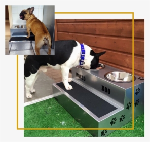 Elevated Dog Bowls - French Bulldog Elevated Feeding, HD Png Download, Transparent PNG