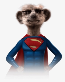 Meerkat Superhero, HD Png Download, Transparent PNG