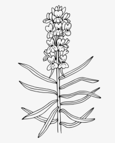 Line Art,plant,flora - Yellow Toadflax Drawing, HD Png Download, Transparent PNG