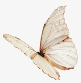 #aesthetic #moodboard #filler #tumblr #niche #png #vintage - Aesthetic Pink Butterfly Png, Transparent Png, Transparent PNG