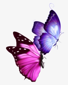 #mq #pink #purple #butterfly #butterflys - Real Life Pink And Purple Butterfly, HD Png Download, Transparent PNG