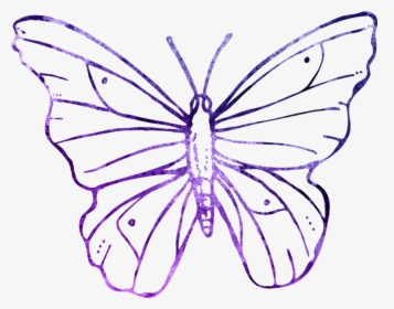 Purple Butterfly Outline - Animals That Fly Drawing, HD Png Download, Transparent PNG