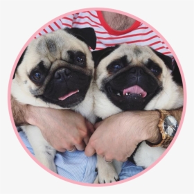 Biscuitthepikeletpug 2 - Pug, HD Png Download, Transparent PNG