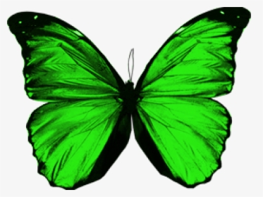 Transparent Green Butterfly Png - Green Butterfly Wings Png, Png Download, Transparent PNG