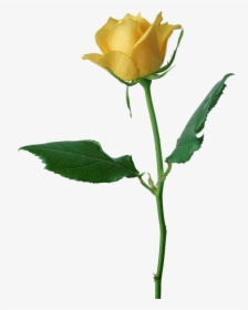 Yellow Roses Png - Yellow Rose Png, Transparent Png, Transparent PNG