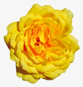 Rose, Yellow, Free, Blossom, Bloom - Garden Roses, HD Png Download, Transparent PNG