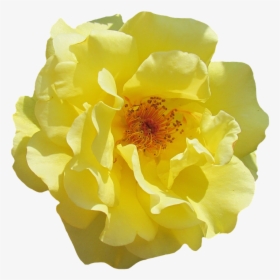 Rose, Blossom, Bloom, Yellow, Flowers, Garden Roses - Lady Million Lucky Publicidad, HD Png Download, Transparent PNG