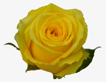 Transparent Yellow Roses Clipart - Floribunda, HD Png Download, Transparent PNG