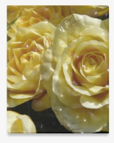 Yellow Roses Canvas Print 8 X10 - Floribunda, HD Png Download, Transparent PNG
